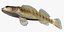 Collezione Darter Fish 2