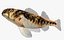 Collezione Darter Fish 2