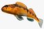 Collezione Darter Fish 2