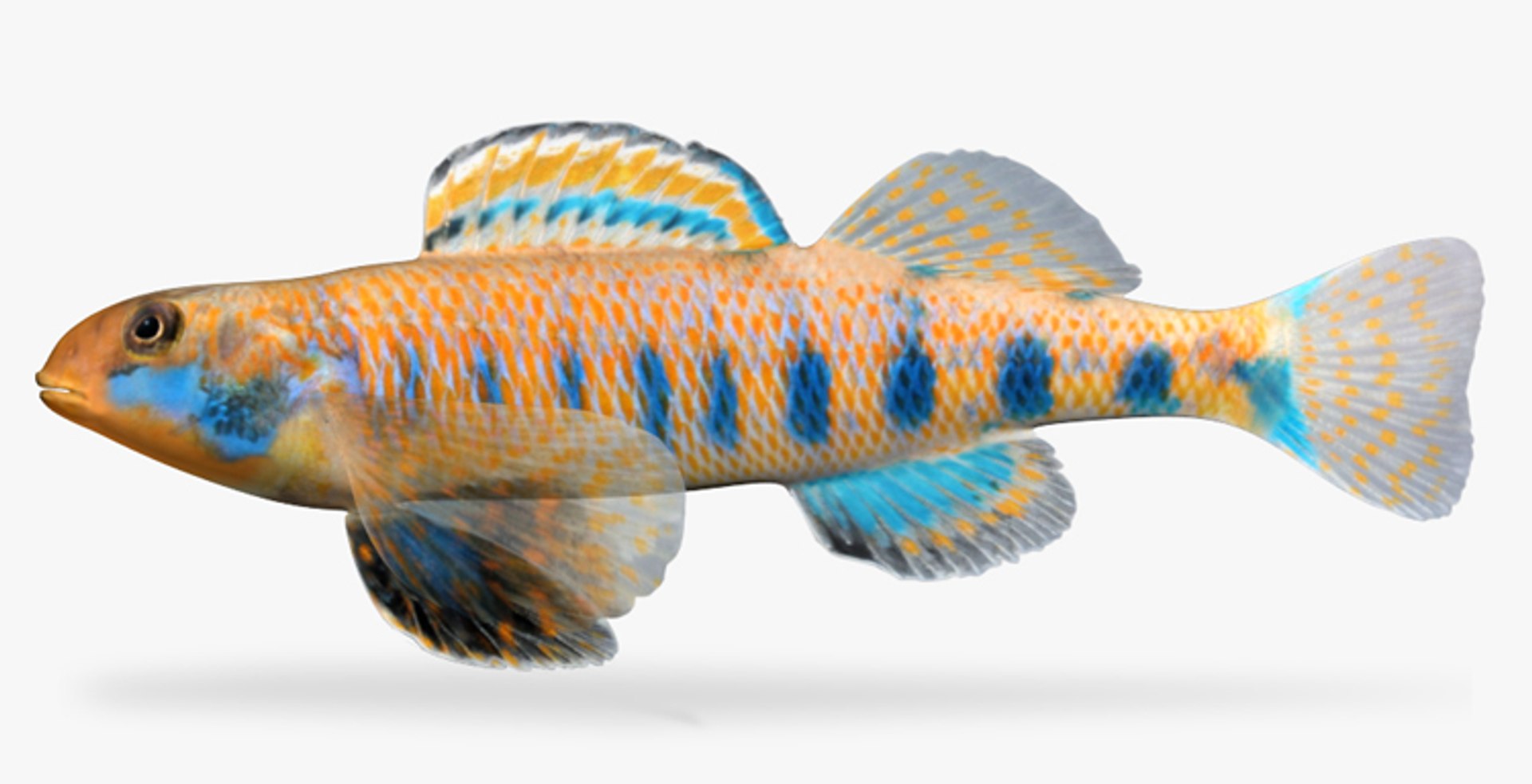 darter fish x https://p.turbosquid.com/ts-thumb/HE/64CU7J/wPVD425t/1/jpg/1453327379/1920x1080/fit_q87/d76dad9d1cbdc2a6f0c94d199a0fefc0b2c74781/1.jpg