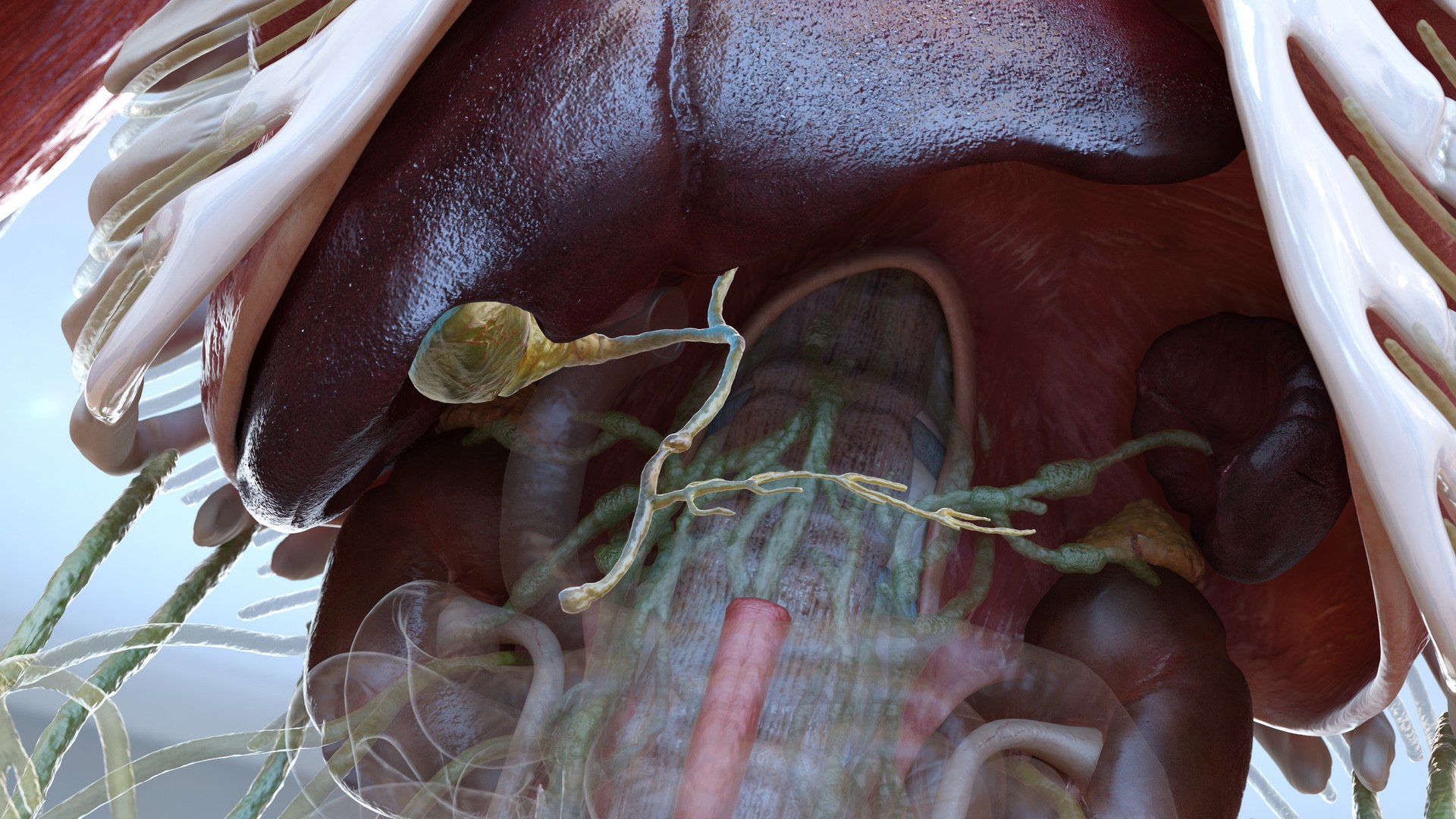 3D human gallbladder gall model https://p.turbosquid.com/ts-thumb/HE/DB4qLR/45C5RZ5Y/humangallbladdersystemc4dmodel004/jpg/1572259512/1920x1080/fit_q87/603be9b68616a422976a63eb148bafd4a1966195/humangallbladdersystemc4dmodel004.jpg