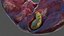 Human Gallbladder System