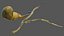 Human Gallbladder System