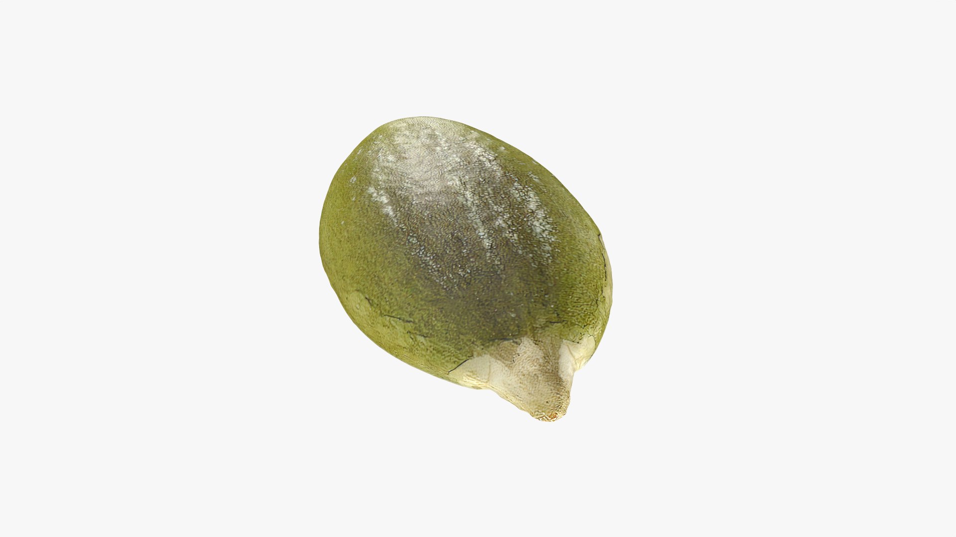 Peeled Pumpkin Seed 01 - 3D Scanned 3D model https://p.turbosquid.com/ts-thumb/HE/K6R1av/Uh/pumpkinseedpeeled01_0005/png/1774976068/1920x1080/fit_q87/8a89e17f1c76123e08040321f8ab36a477588f4b/pumpkinseedpeeled01_0005.jpg