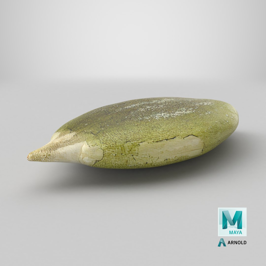Peeled Pumpkin Seed 01 - 3D Scanned 3D model https://p.turbosquid.com/ts-thumb/HE/K6R1av/XR/stemcell_maya_arnold_render/png/1776876319/1920x1080/fit_q87/7752fa3c9e63b4e800e439e85ac8d7821fe6c80e/stemcell_maya_arnold_render.jpg