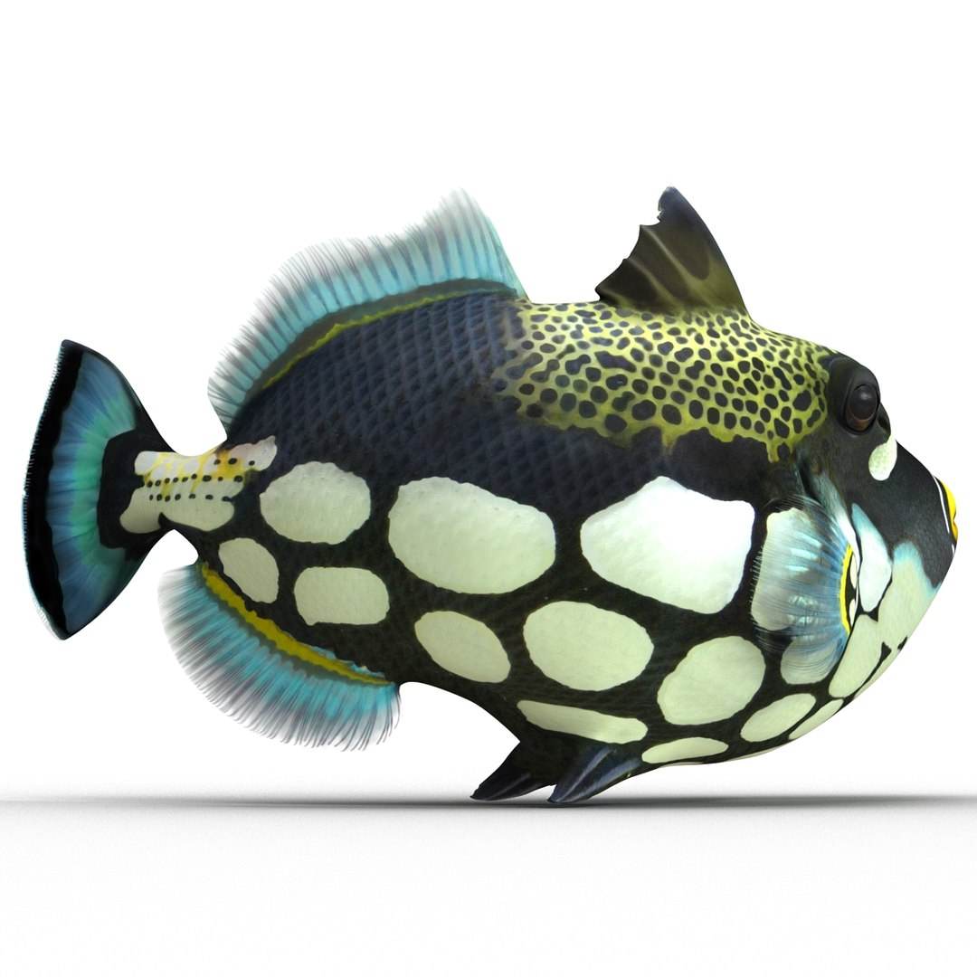 clown trigger fish rigged 3d ma
