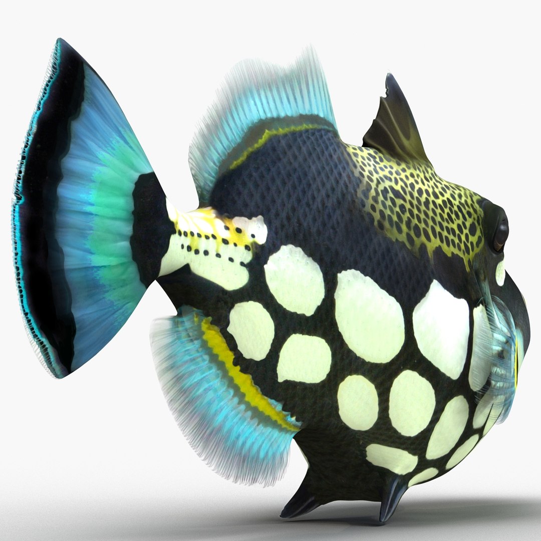 clown trigger fish rigged 3d ma