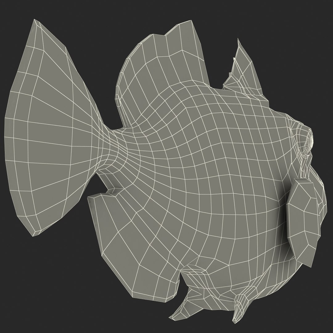clown trigger fish rigged 3d ma