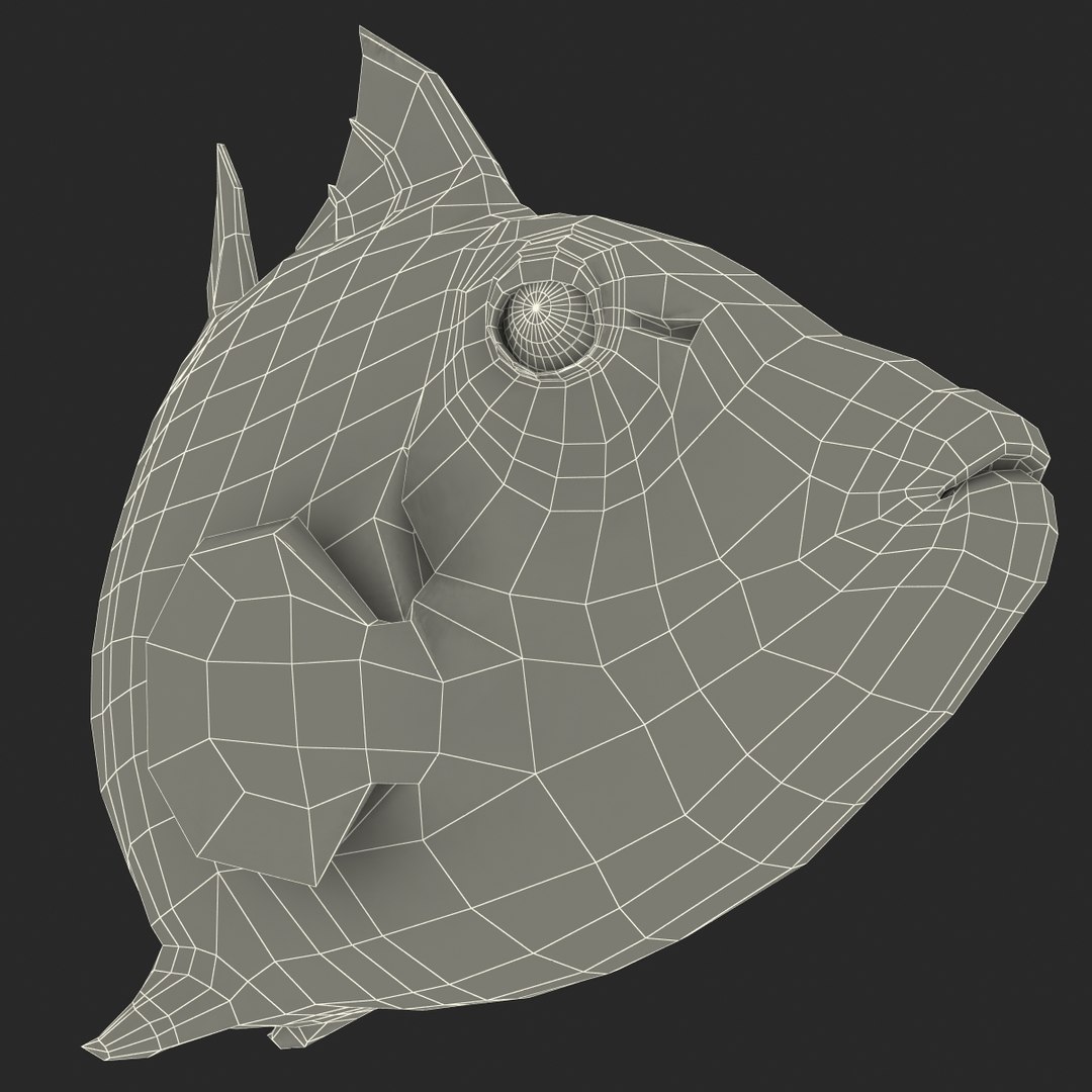 clown trigger fish rigged 3d ma