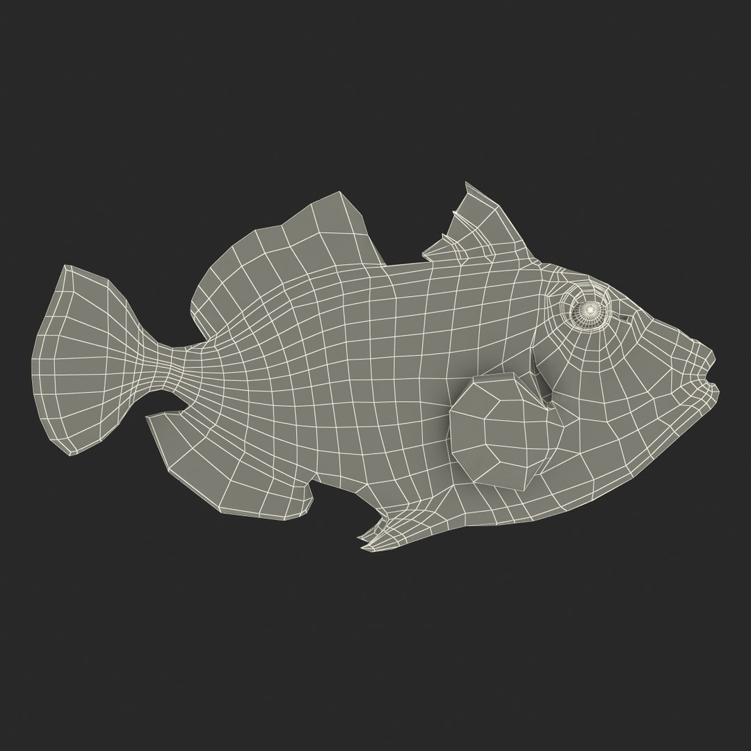 clown trigger fish rigged 3d ma