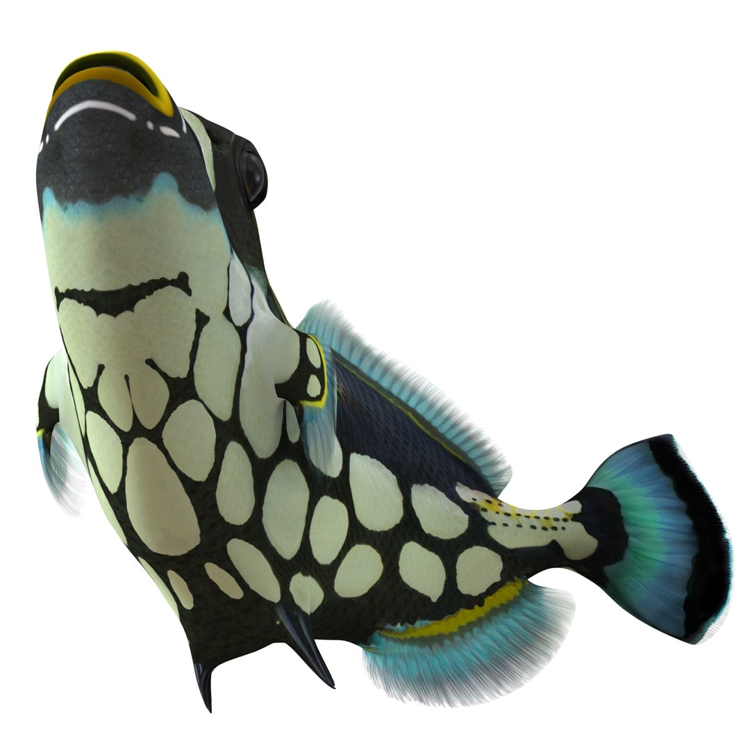 clown trigger fish rigged 3d ma