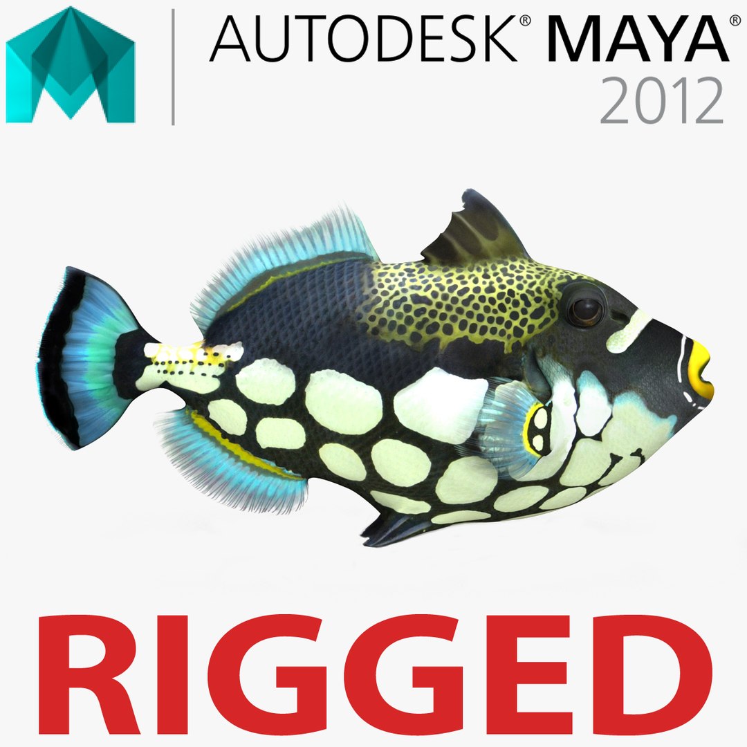 Clown Trigger Fish Rigged for Maya 3D model preview
