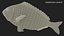 3D model Gilt-head Sea Bream Fish Swimming