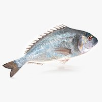 Gilt-head Sea Bream Fish Swimming