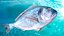 3D model Gilt-head Sea Bream Fish Swimming