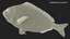 3D model Gilt-head Sea Bream Fish Swimming