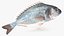 3D model Gilt-head Sea Bream Fish Swimming