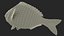 3D model Gilt-head Sea Bream Fish Swimming