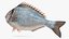 3D model Gilt-head Sea Bream Fish Swimming