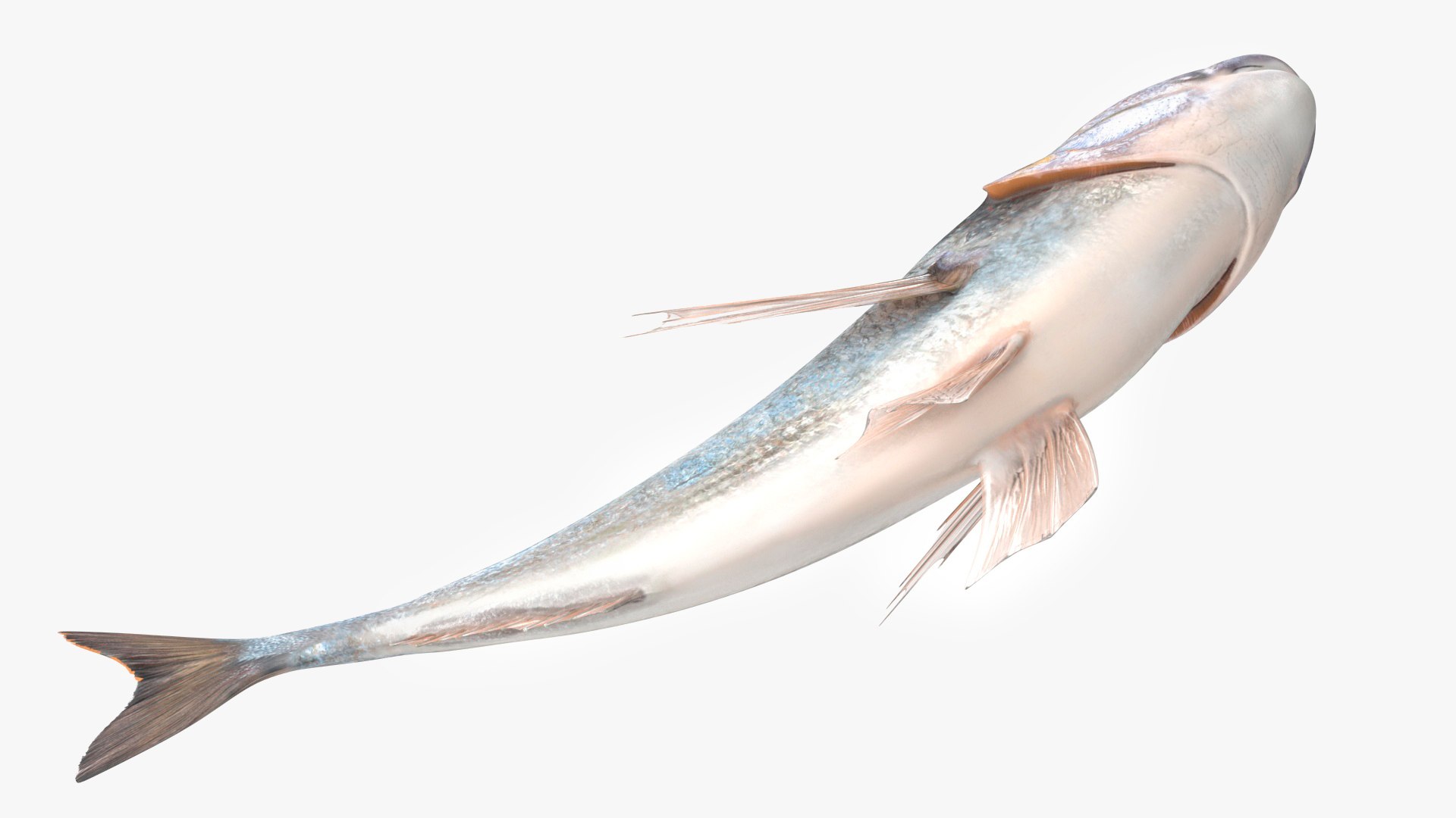 3D model Gilt-head Sea Bream Fish Swimming https://p.turbosquid.com/ts-thumb/HE/MX68vS/c4/giltheadseabreamfishswimmingc4dmodel015/jpg/1702089165/1920x1080/fit_q87/d9365758cb1c5cf835786e2ec450f0546cf84e1e/giltheadseabreamfishswimmingc4dmodel015.jpg
