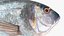 3D model Gilt-head Sea Bream Fish Swimming