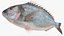 3D model Gilt-head Sea Bream Fish Swimming