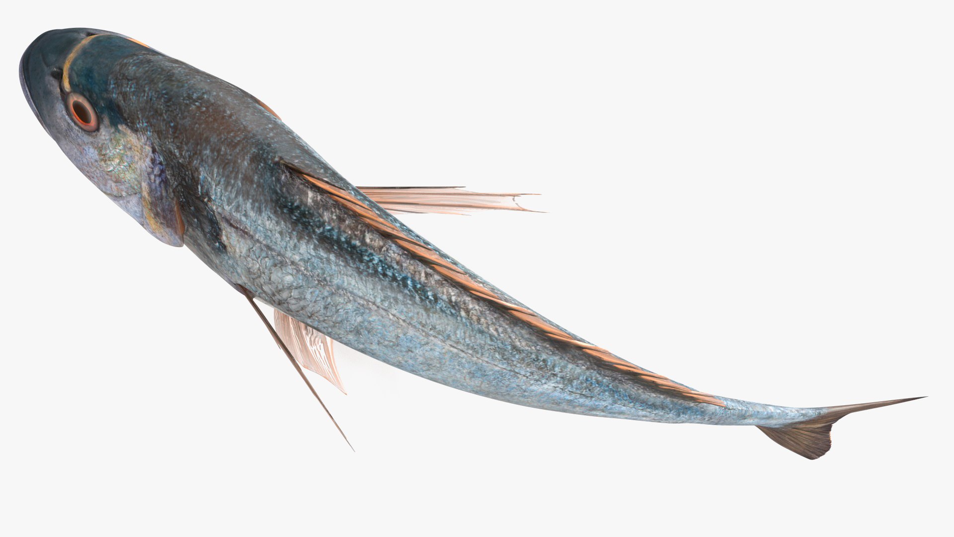 3D model Gilt-head Sea Bream Fish Swimming https://p.turbosquid.com/ts-thumb/HE/MX68vS/oj/giltheadseabreamfishswimmingc4dmodel012/jpg/1702089117/1920x1080/fit_q87/89ec9ef4890eed08588fa46c969550adf20096d9/giltheadseabreamfishswimmingc4dmodel012.jpg