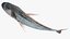 3D model Gilt-head Sea Bream Fish Swimming