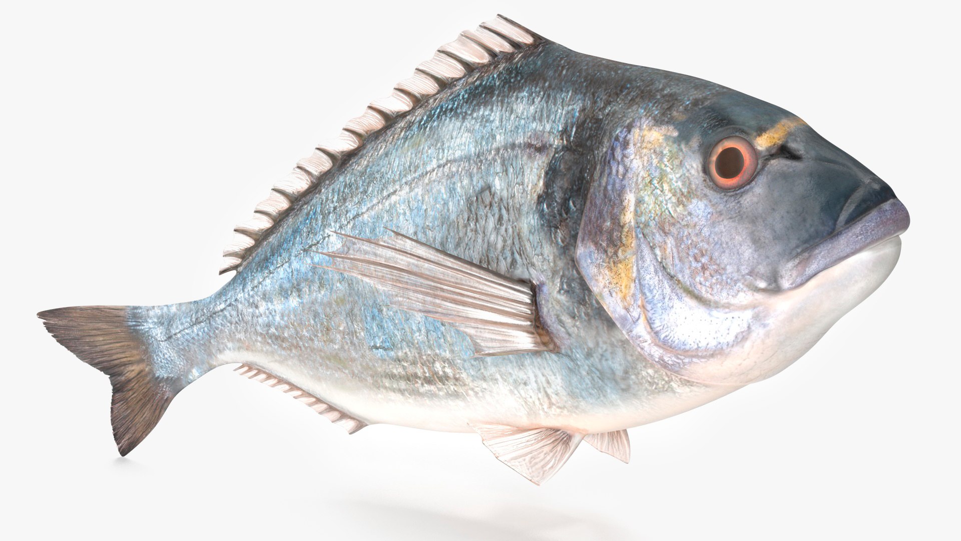 3D model Gilt-head Sea Bream Fish Swimming https://p.turbosquid.com/ts-thumb/HE/MX68vS/vn/giltheadseabreamfishswimmingc4dmodel014/jpg/1702089155/1920x1080/fit_q87/aa9420310b685d133296f8a57b9354e1d9a6db97/giltheadseabreamfishswimmingc4dmodel014.jpg