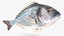 3D model Gilt-head Sea Bream Fish Swimming