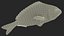 3D model Gilt-head Sea Bream Fish Swimming