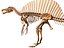 skeleton spinosaurus model