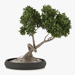bonsai in concrete pot