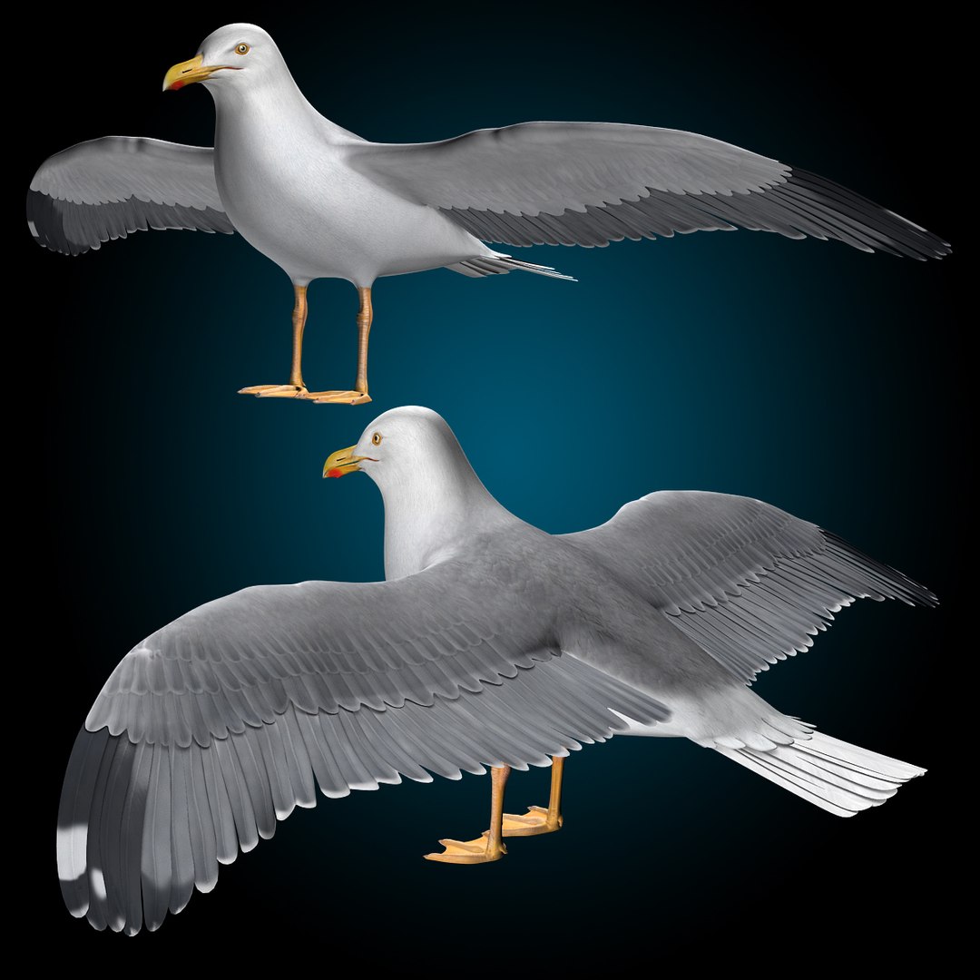 seagull flying 3d c4d https://p.turbosquid.com/ts-thumb/HE/XHlMeN/0KjIyH0o/seagull_n1/jpg/1334724029/1920x1080/fit_q87/bfacf21b58cf6af7bcae05bbfa9b348e53029d92/seagull_n1.jpg