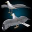 seagull flying 3d c4d