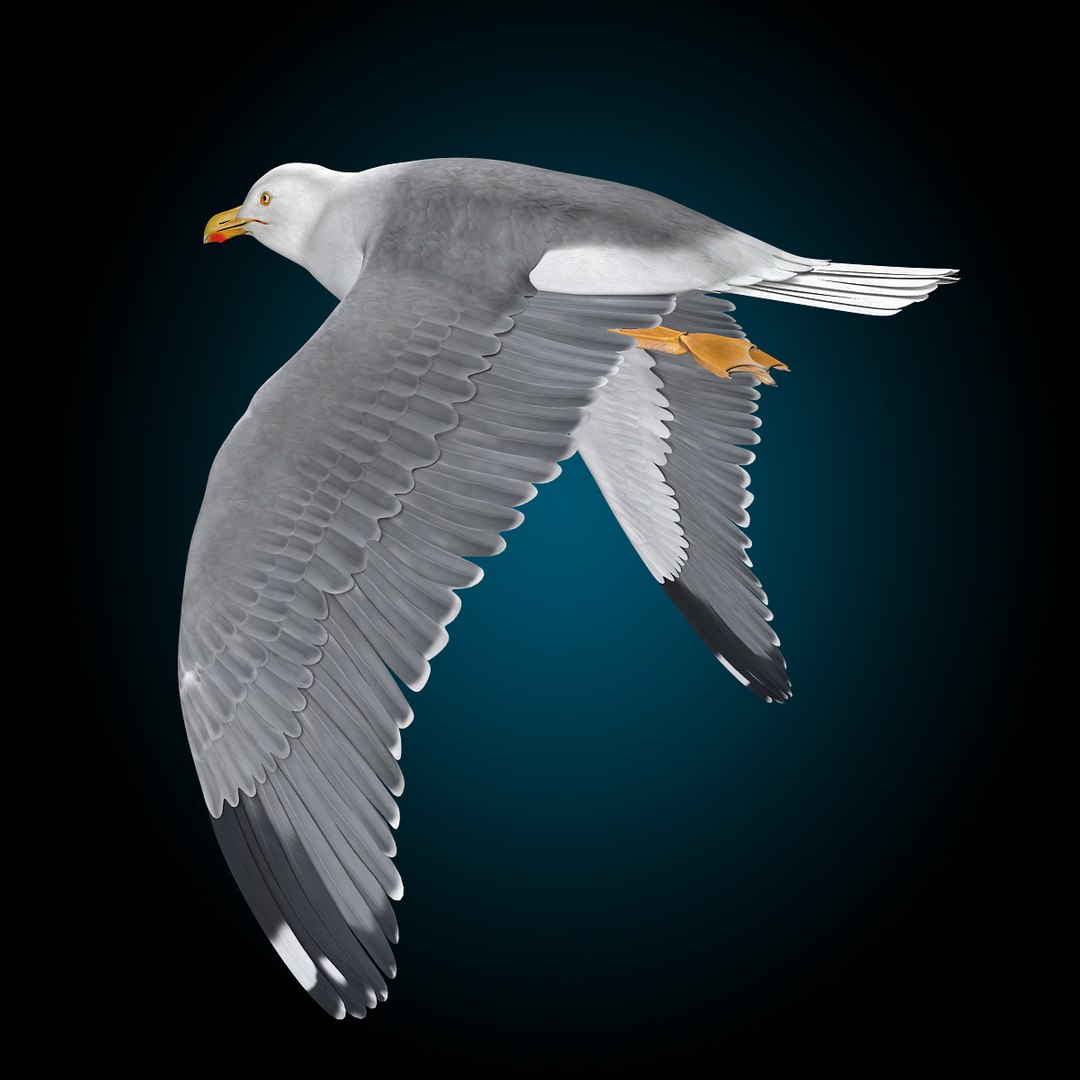 seagull flying 3d c4d https://p.turbosquid.com/ts-thumb/HE/XHlMeN/2abI6NaE/seagull_m/jpg/1334724029/1920x1080/fit_q87/f6bb2ff97dd3e9181ea35c5aaa6b65afd4481cc7/seagull_m.jpg
