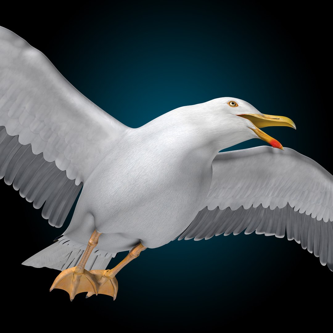 seagull flying 3d c4d https://p.turbosquid.com/ts-thumb/HE/XHlMeN/4aL9uHuQ/seagull_i/jpg/1334724029/1920x1080/fit_q87/f1bc801ba255468c316183ea9bfe8e5008049fa7/seagull_i.jpg