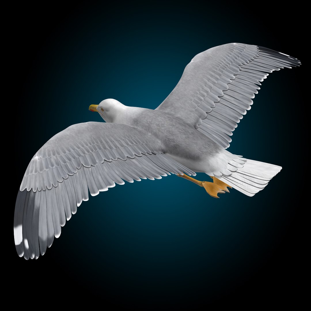 seagull flying 3d c4d https://p.turbosquid.com/ts-thumb/HE/XHlMeN/COaHaiY8/seagull_c/jpg/1334724029/1920x1080/fit_q87/cbb4e0e61c3633cbaa2c8f228b0d107b2985c771/seagull_c.jpg