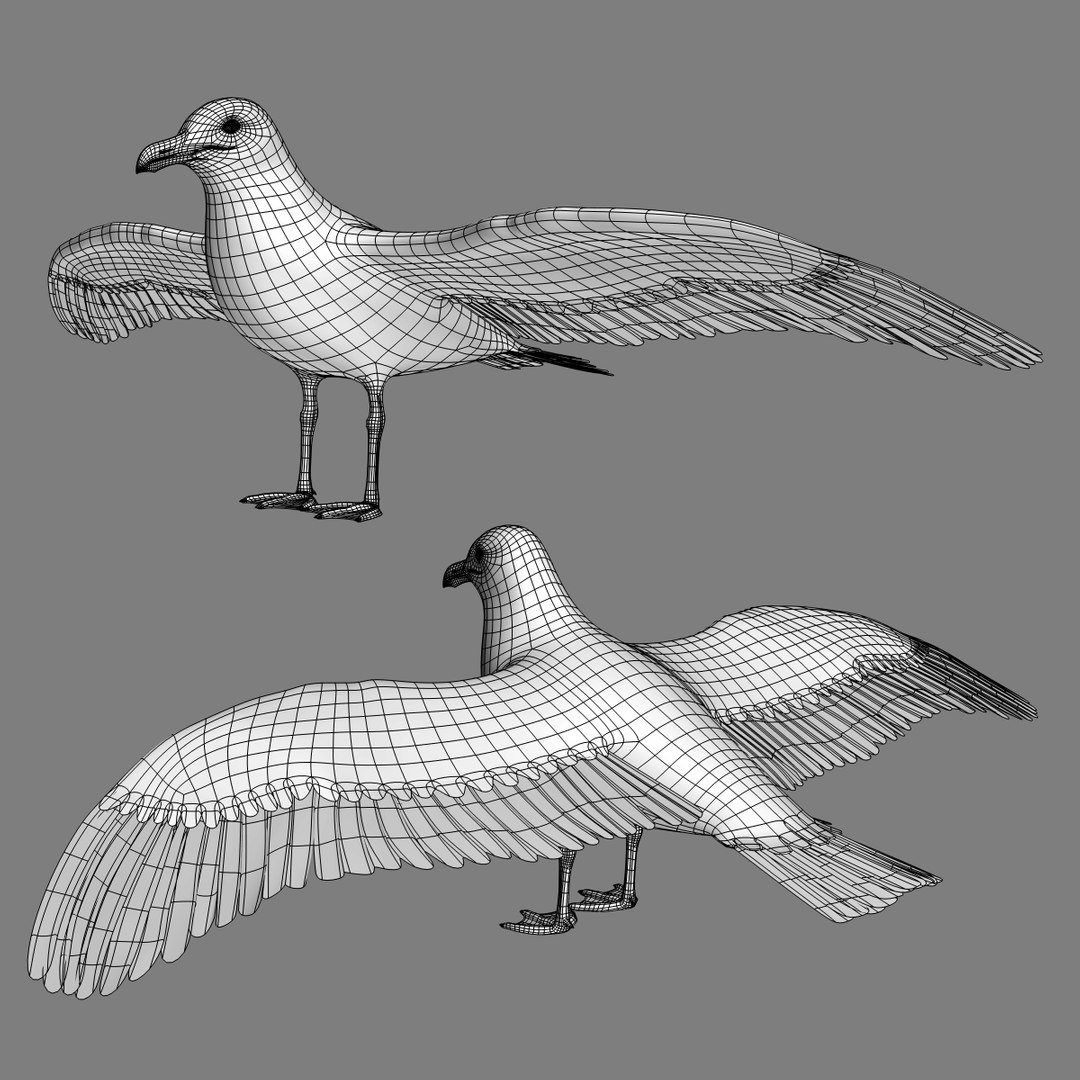 seagull flying 3d c4d https://p.turbosquid.com/ts-thumb/HE/XHlMeN/E4DssLG6/seagull_wire/jpg/1334724029/1920x1080/fit_q87/5d9e87e64996083f5c00022bb33c24044b4b7ffc/seagull_wire.jpg