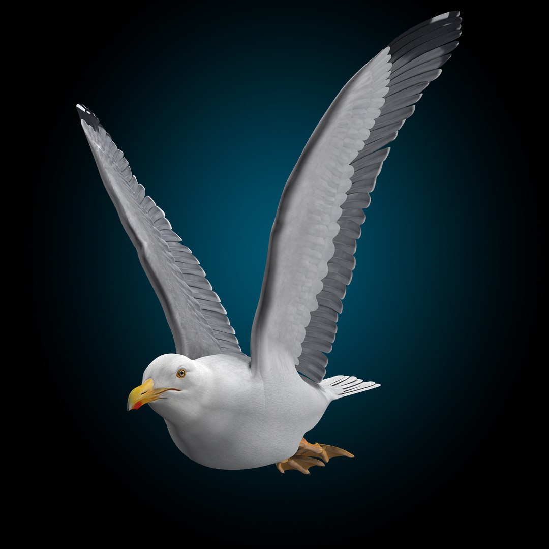 seagull flying 3d c4d https://p.turbosquid.com/ts-thumb/HE/XHlMeN/EmzOlClT/seagull_d/jpg/1334724029/1920x1080/fit_q87/89d602cf4832b4636cae7304ea459be4b4a76eb9/seagull_d.jpg