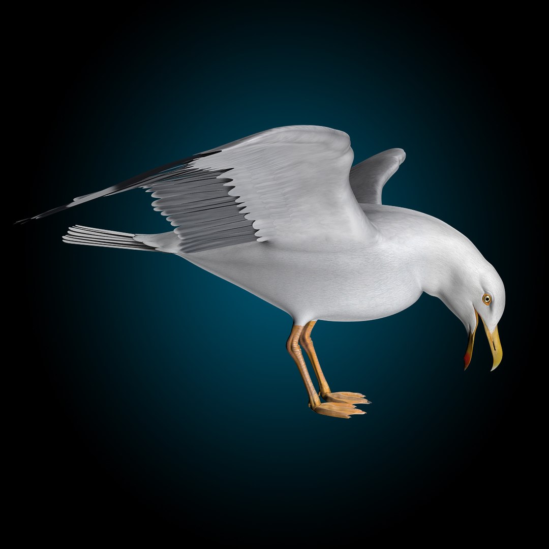 seagull flying 3d c4d https://p.turbosquid.com/ts-thumb/HE/XHlMeN/FDgds5jQ/seagull_x1/jpg/1334724029/1920x1080/fit_q87/1e201d1309da8962b49637651e125a2aab338460/seagull_x1.jpg