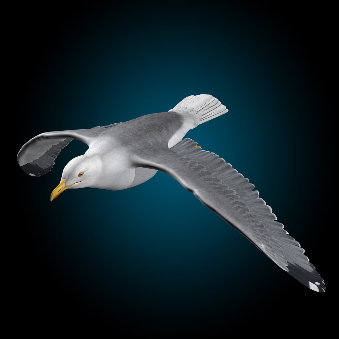seagull flying 3d c4d https://p.turbosquid.com/ts-thumb/HE/XHlMeN/K4xwt39D/seagull_t/jpg/1334724029/1920x1080/fit_q87/0136d292cfbd075b73deb6ea791ae32e62c4cb1a/seagull_t.jpg