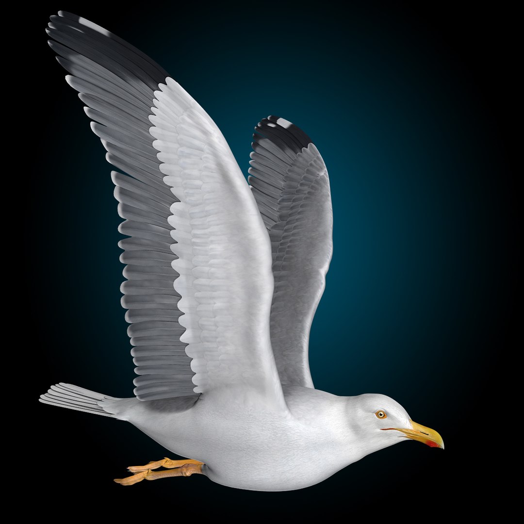 seagull flying 3d c4d https://p.turbosquid.com/ts-thumb/HE/XHlMeN/KI8IjcLo/seagull_u/jpg/1334724029/1920x1080/fit_q87/0057fac87e1a6d077e15fca021d02650262726d5/seagull_u.jpg