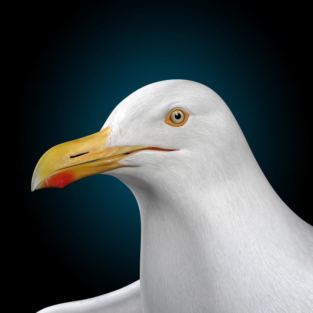 seagull flying 3d c4d https://p.turbosquid.com/ts-thumb/HE/XHlMeN/W5fuWnMk/seagull_q3/jpg/1334724029/1920x1080/fit_q87/001f395f43e6be68590ce25b828ecfbdc5a49114/seagull_q3.jpg
