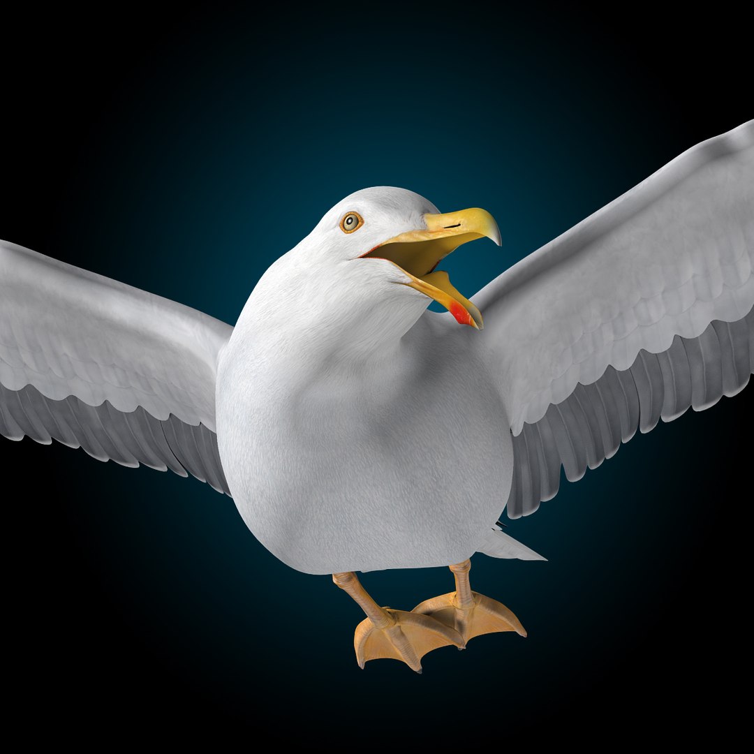 seagull flying 3d c4d https://p.turbosquid.com/ts-thumb/HE/XHlMeN/Xm4dq3vD/seagull_h3/jpg/1334724029/1920x1080/fit_q87/1c3461f533169ae14a110d06dec0309c2055d098/seagull_h3.jpg