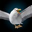 seagull flying 3d c4d