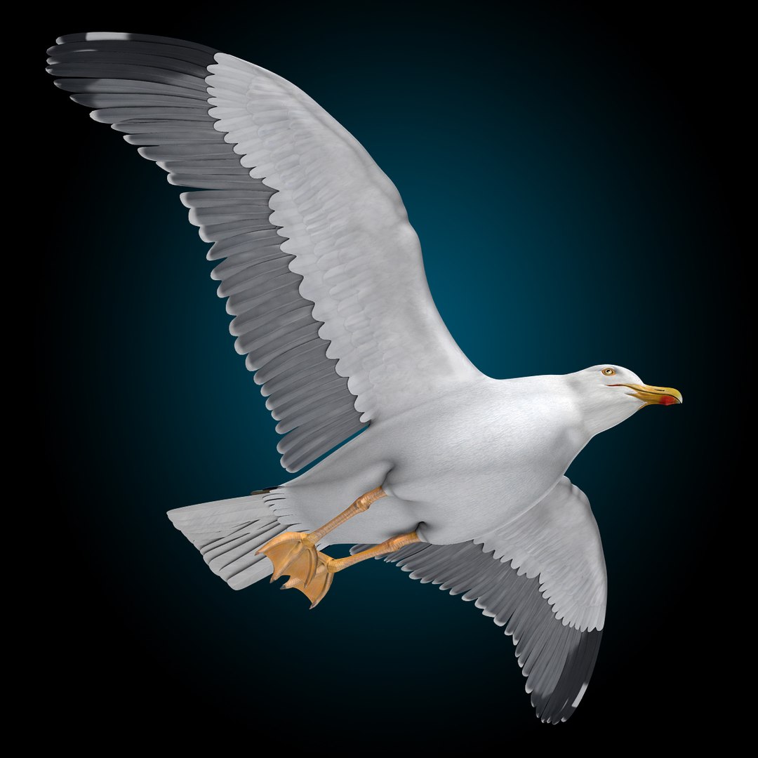 seagull flying 3d c4d https://p.turbosquid.com/ts-thumb/HE/XHlMeN/clUaigEH/seagull_w/jpg/1334724029/1920x1080/fit_q87/ad81e74d8c34155a6f5a61ab6f13b7fd5fafeea6/seagull_w.jpg