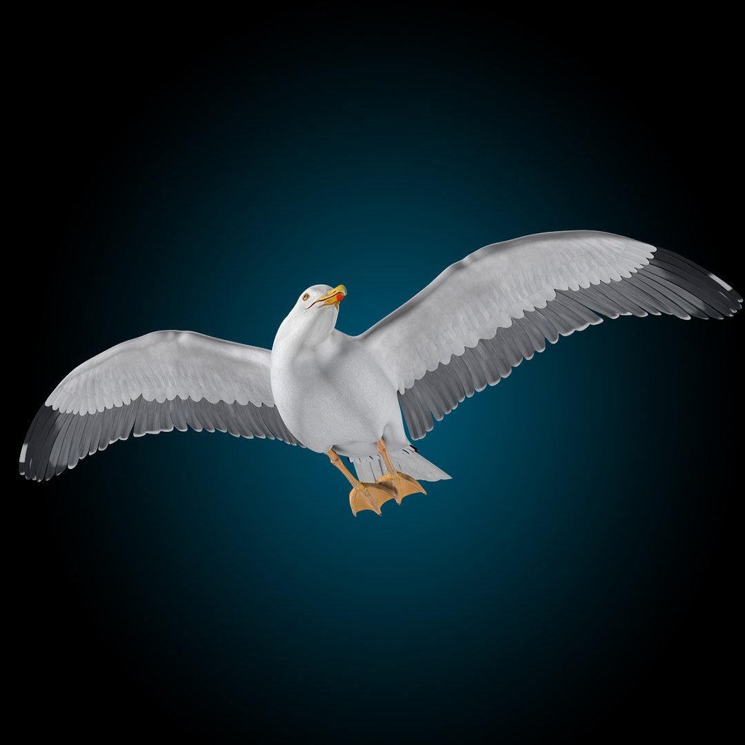 seagull flying 3d c4d https://p.turbosquid.com/ts-thumb/HE/XHlMeN/fqdshgMw/seagull_j/jpg/1334724029/1920x1080/fit_q87/b382a30792edd5e6a930aabe2213aa985296bc25/seagull_j.jpg