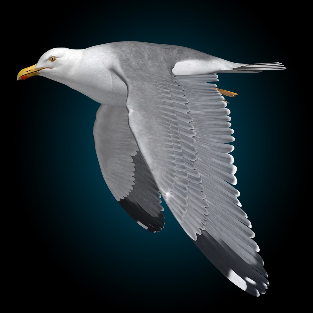 seagull flying 3d c4d https://p.turbosquid.com/ts-thumb/HE/XHlMeN/jn75NIqp/seagull_f/jpg/1334724029/1920x1080/fit_q87/7728892584bedd243e293e4468fc1b54ef873de4/seagull_f.jpg