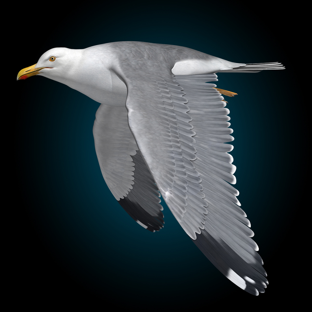 seagull flying 3d c4d